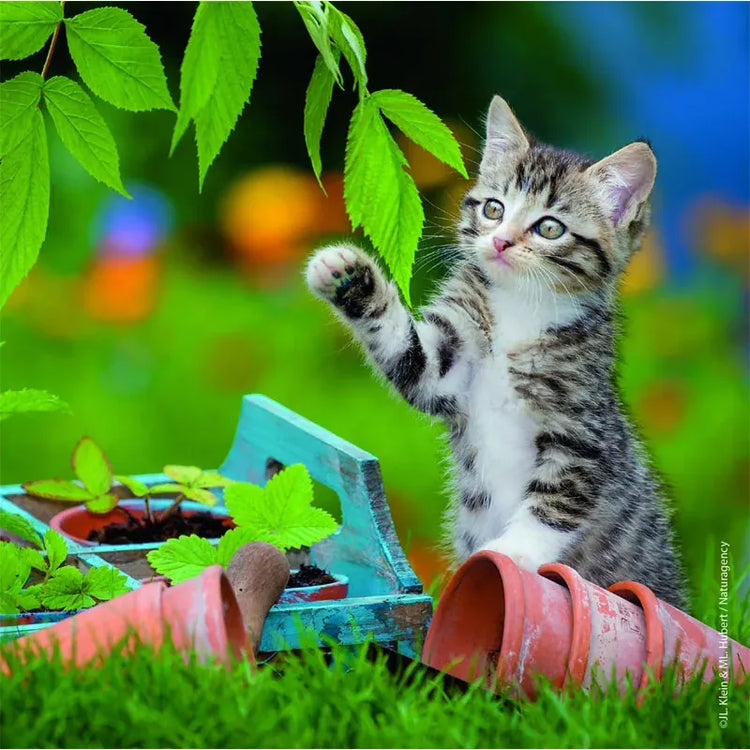 Puzzle | Cuddly Kittens | 3 x 49 pc 5+ - 4