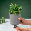 Lifelines Plant Diffuser | Boxwood Plant Ribbed Gray Essential Oil Diffuser - CR Toys