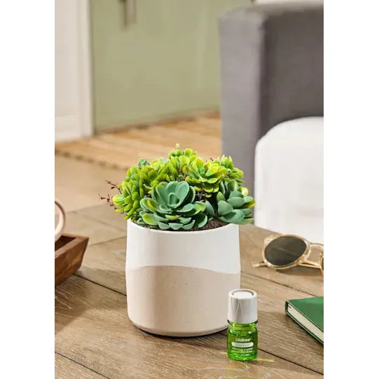 Lifelines Plant Diffuser | |Succulent Two Toned 11-1609