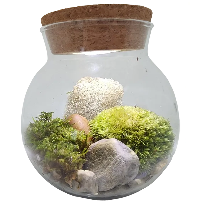 Moss Bowl - Grow Your Own Oasis Lgmb-290