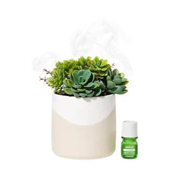 Lifelines Plant Diffuser | |Succulent Two Toned 11-1609
