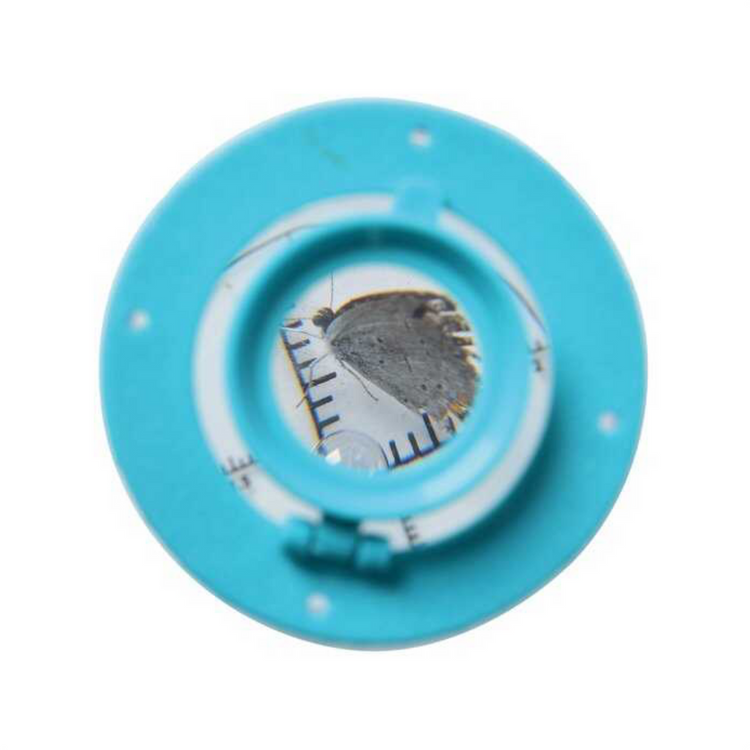 Bug Viewer - CR Toys