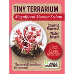 Tiny Terrarium Sedum Glass Terrarium