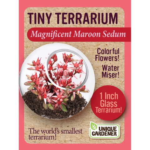 Tiny Terrarium Sedum Glass Terrarium