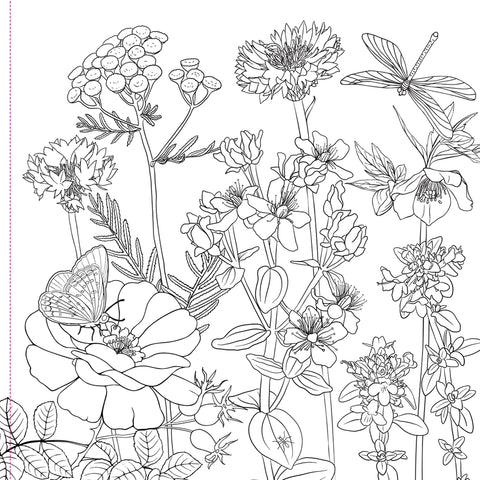 Coloring Book | Wildflowers 8+ - CR Toys