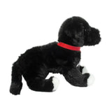 Olive Blk Lab/Pit Mix 2424