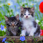 Puzzle | Cuddly Kittens | 3 x 49 pc 5+ - 2