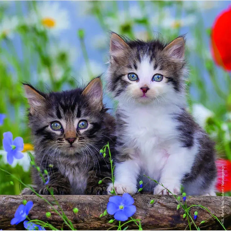 Puzzle | Cuddly Kittens | 3 x 49 pc 5+ - 2