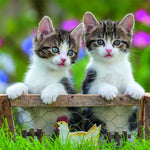 Puzzle | Cuddly Kittens | 3 x 49 pc 5+ - 3