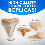 National Geographic | Shark Tooth Dig Kit | Ages 4+ - 4