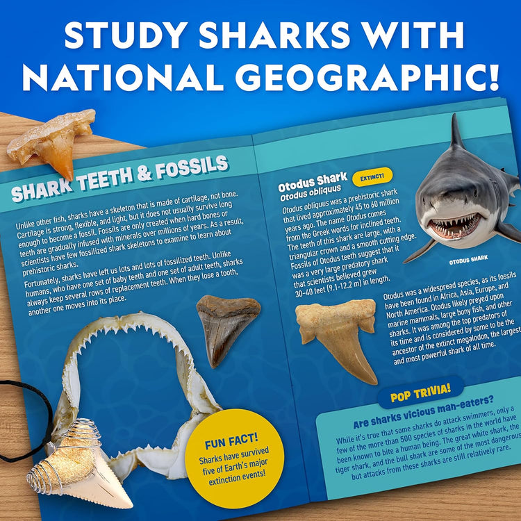 National Geographic | Shark Tooth Dig Kit | Ages 4+ - 6