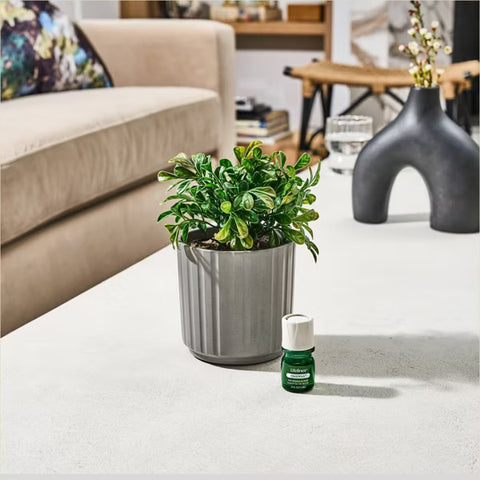 Lifelines Plant Diffuser | |Boxwood Plant Ribbed Gray 11-1611