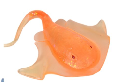 Squeezy Sugar | Sting Ray 3+ - 2