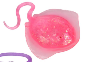 Squeezy Sugar | Sting Ray 3+ - 6