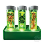 Kidzlabs | Creepy Crawley Digging Lab 5+ - 2