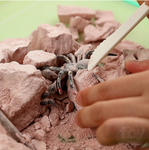 Kidzlabs | Creepy Crawley Digging Lab 5+ - 6