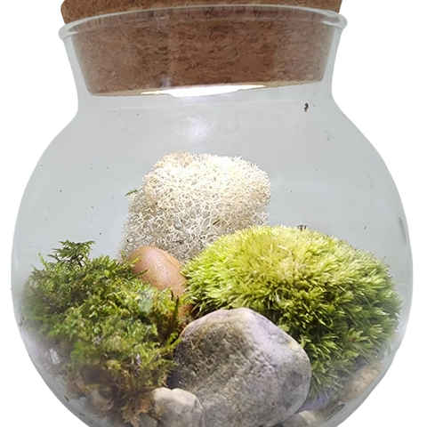 Moss Bowl - Grow Your Own Oasis