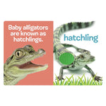 Baby Animals - Touch And Feel Sensory Board Book