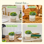 Lifelines Plant Diffuser | Succulent Two Toned - CR Toys
