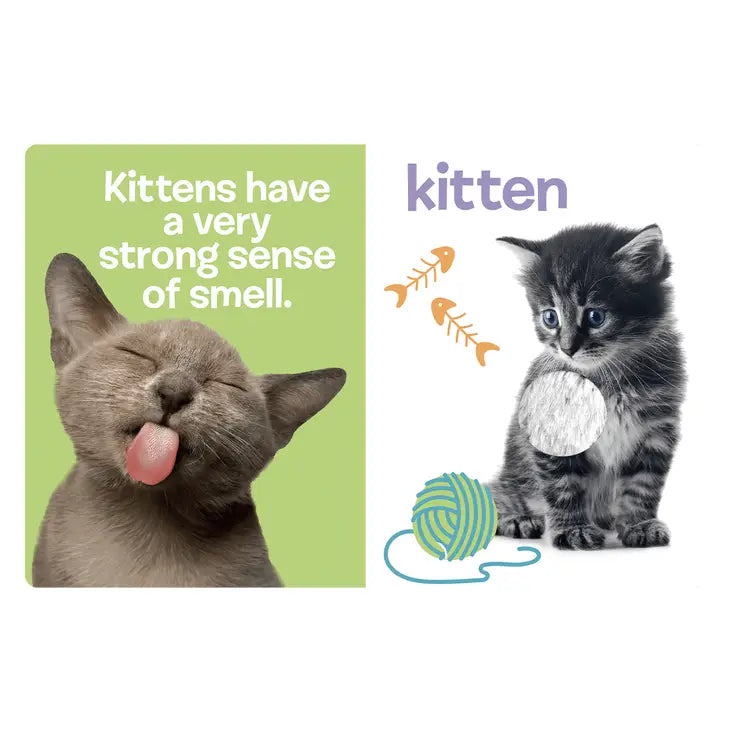 Baby Animals - Touch And Feel Sensory Board Book