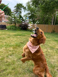 Bubble Lick | Pets Maple Bacon Bubbles 7278