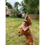 Bubble Lick | Pets Peanut Butter Bubbles 7277