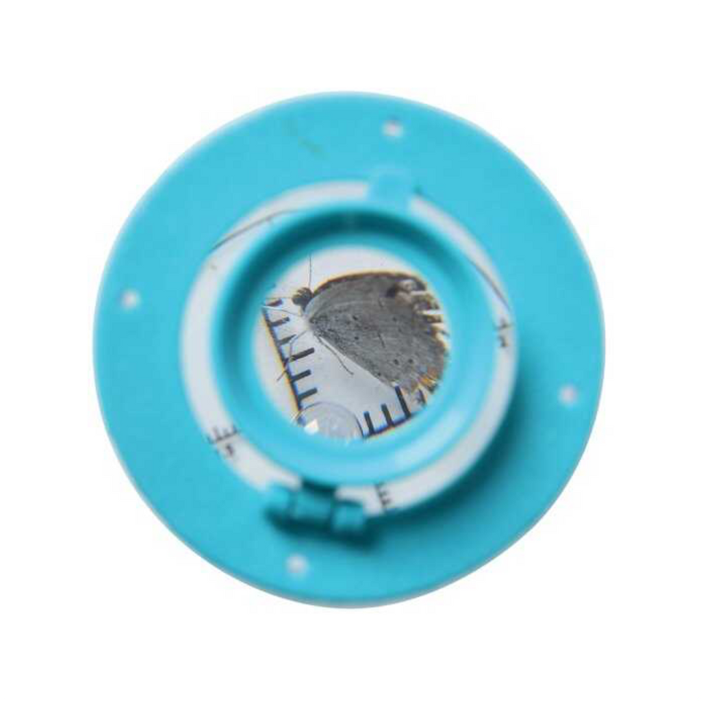 Bug Viewer - CR Toys