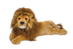 Zeus Lion 2456