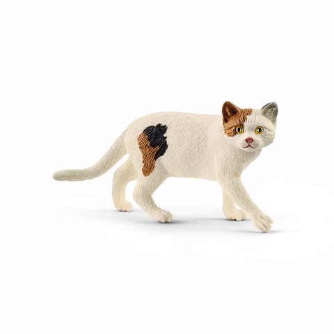 American Shorthair Cat 13894