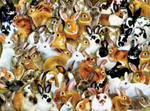 Bundle Of Bunnies 1000Pc Puzzle
