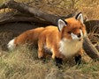 Red Fox 2876